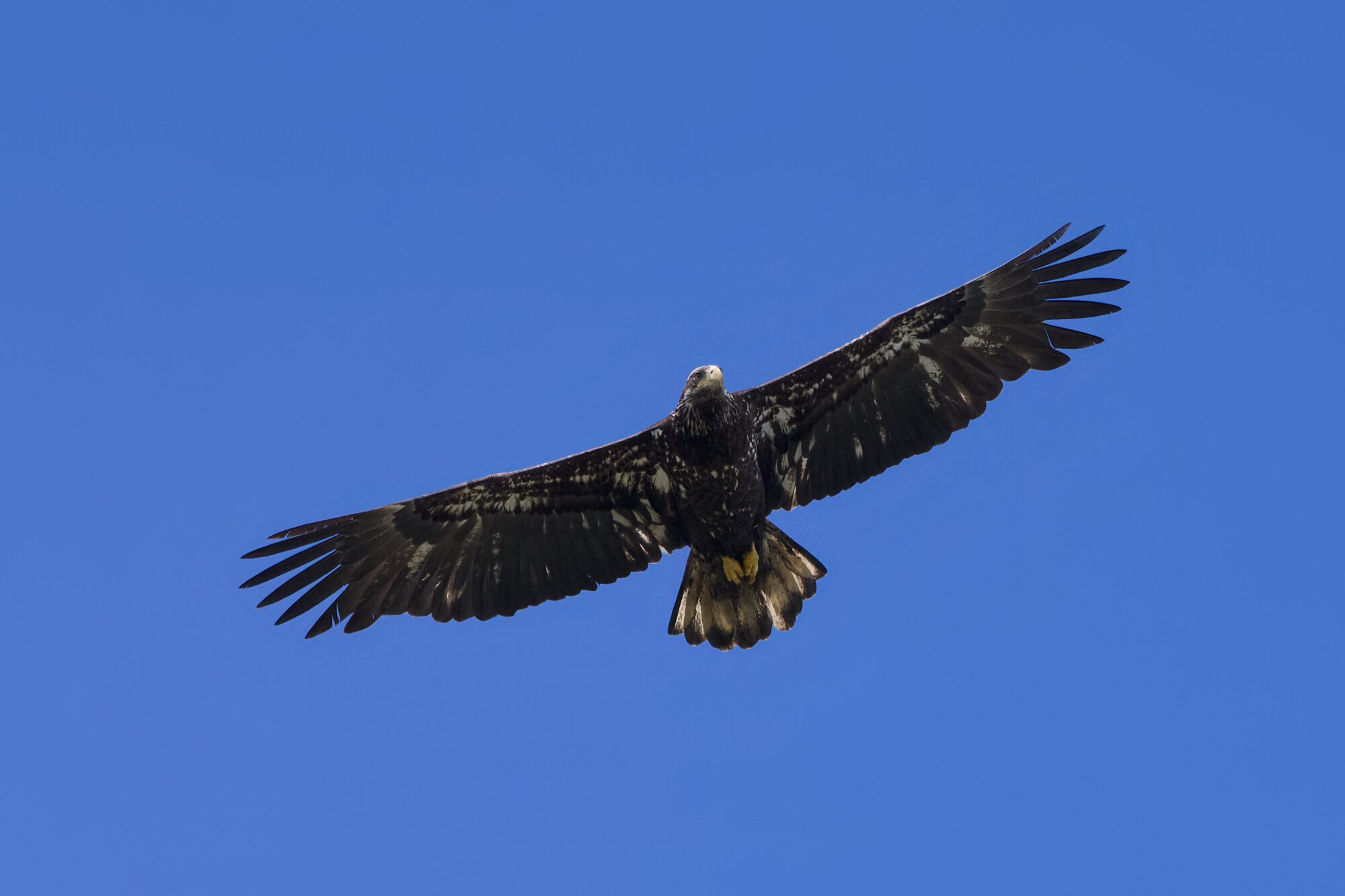 An immature Bald Eagle in flight, against a solid blue sky