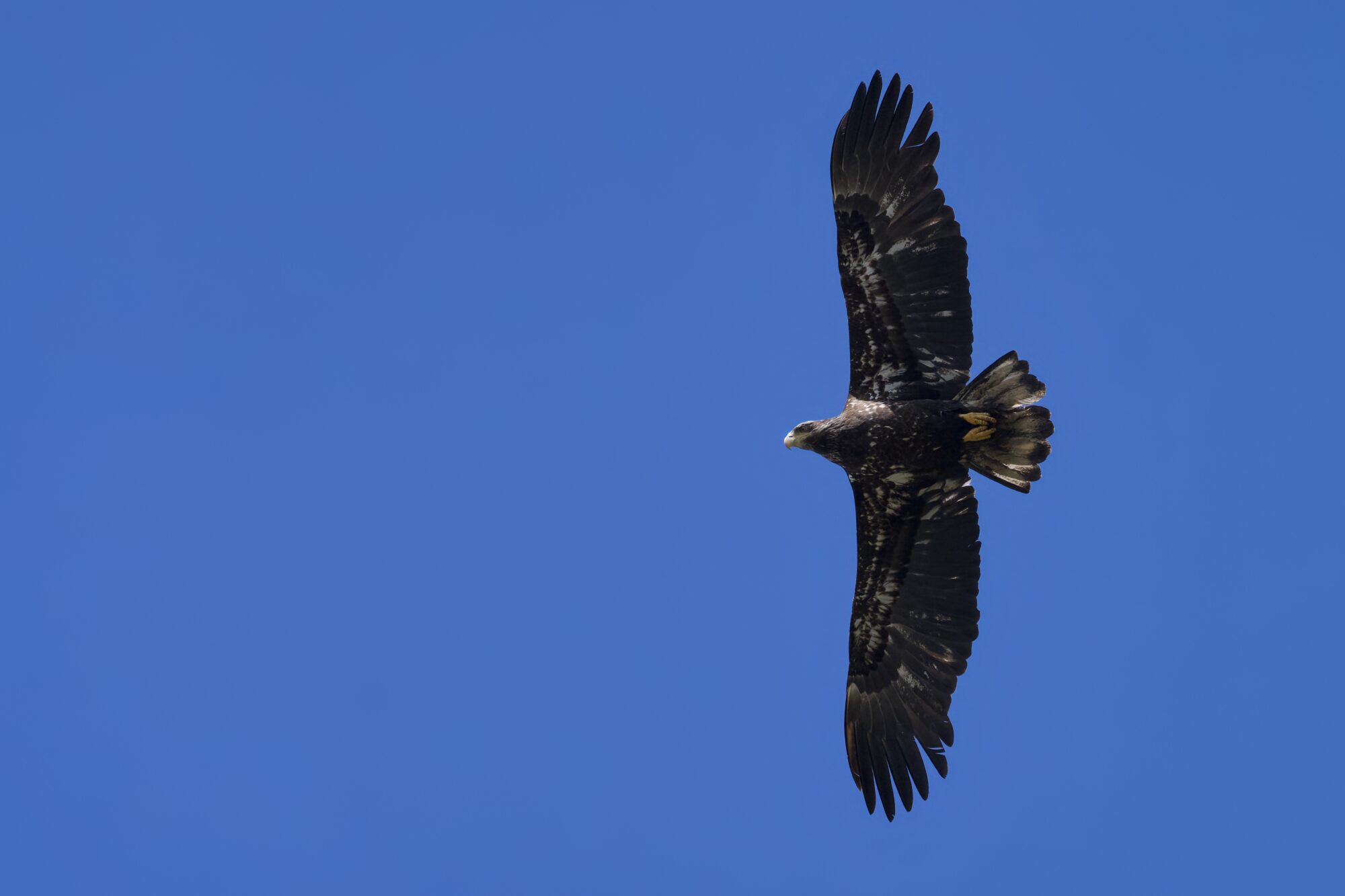 An immature Bald Eagle in flight, against a solid blue sky