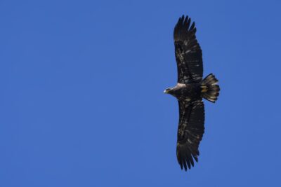An immature Bald Eagle in flight, against a solid blue sky