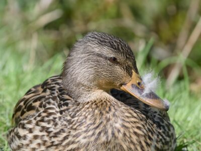 Closeup of a female Mallard's head and chest, lying down in the grass. Her body is facing me but her head is turned camera right. There are some tufts of white down sticking out of her nostrils