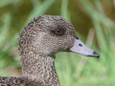Closeup portrait of a female American Wigeon, seen in profile. Background is lush green grasses