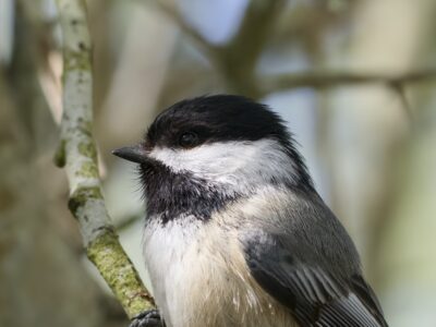 Closeup of a Black-capped Chickadee's head and upper body, seen in profile