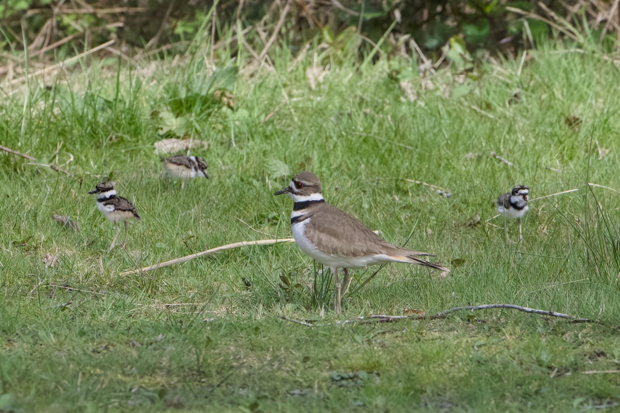 An adult Killdeer standing in the grass, with three tiny babies foraging in the background
