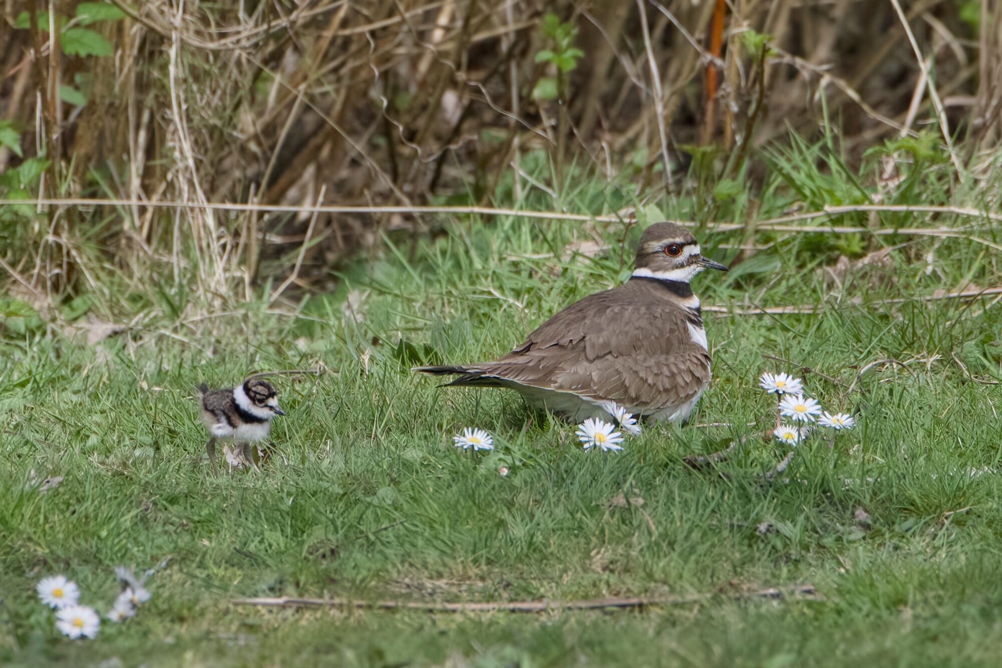An adult Killdeer is sitting down in the grass, seen in profile. There are a few small daisies around it. Behind it is a single Killdeer baby