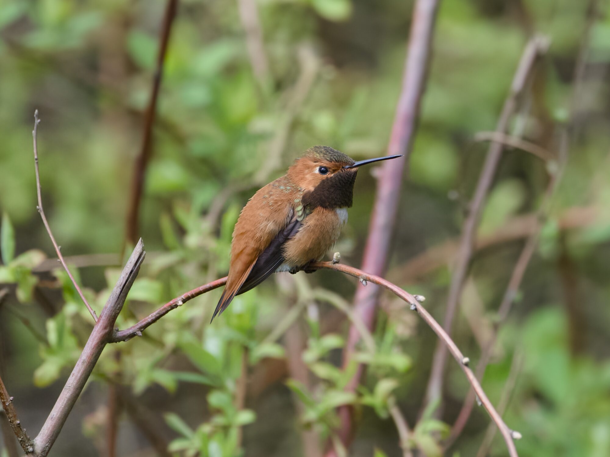 A male Rufous Hummingbird sitting on a twig, seen in profile. There is more lush foliage behind him. His gorget is plain dark brown