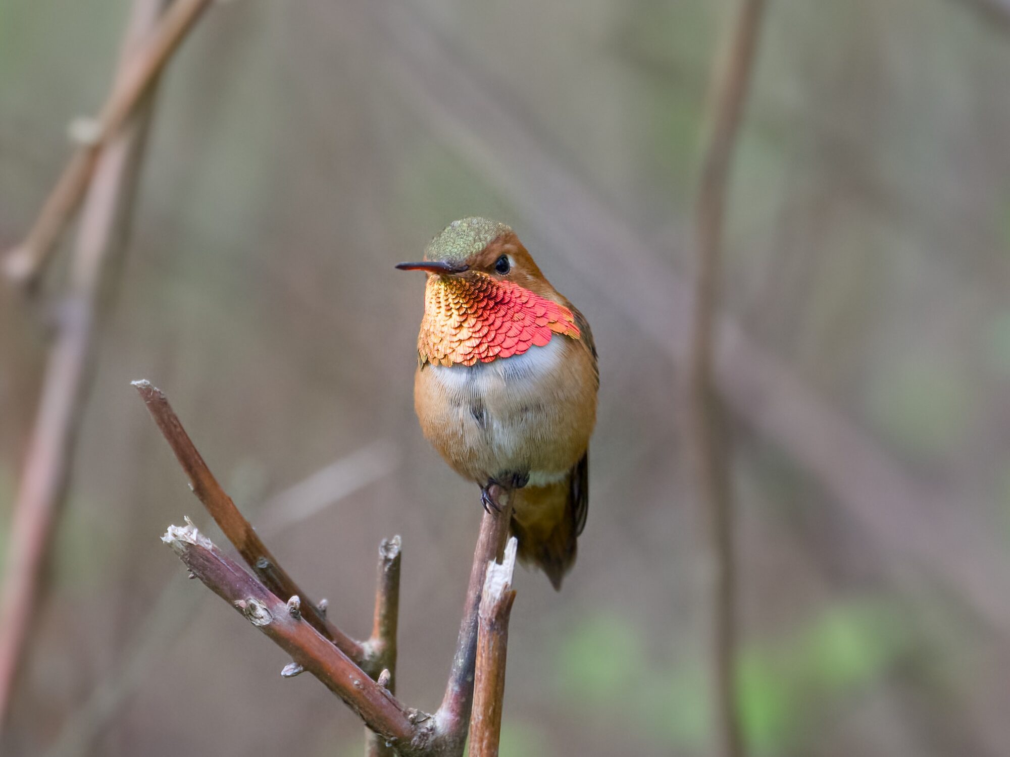 A male Rufous Hummingbird is sitting at the tip of a twig, body mostly facing me, and his gorget fully iridescing copper / pink. There is some more foliage and branches behind him