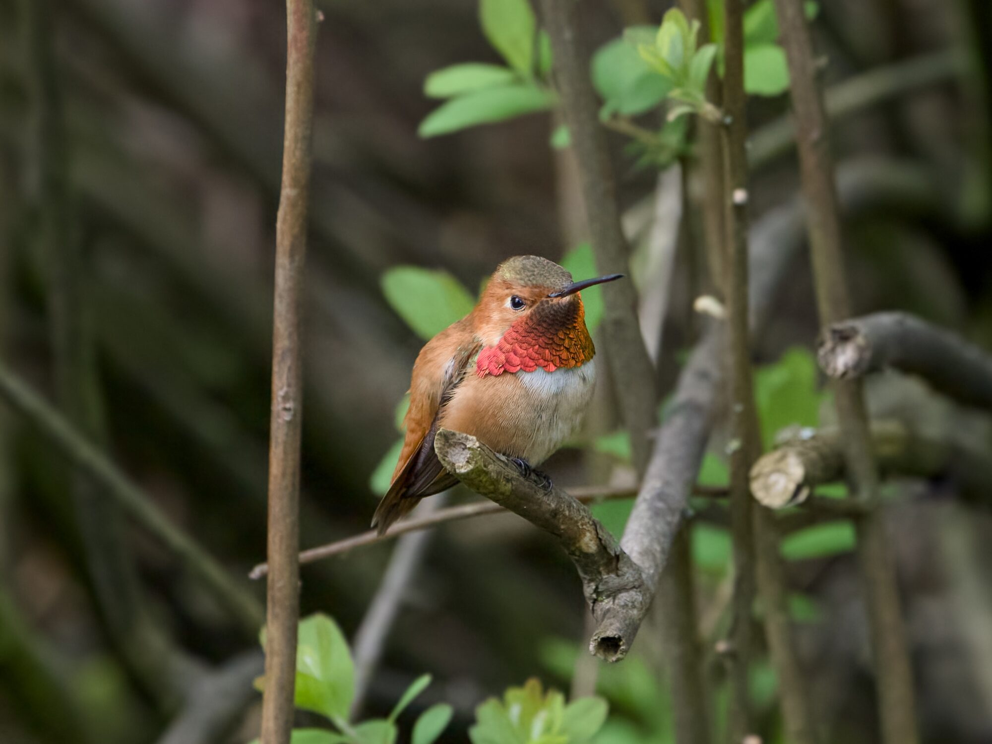 A male Rufous Hummingbird is sitting at the tip of a twig, body and head partly turned camera right, and his gorget mostly iridescing copper / pink. There is some more foliage and dark branches behind him