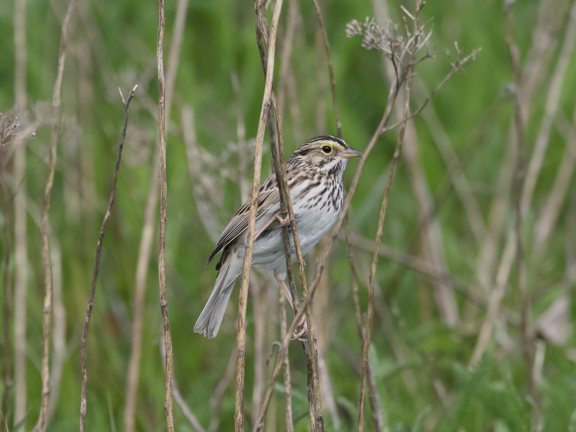 A Savannah Sparrow is clinging to