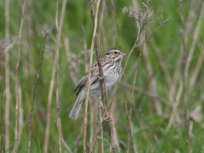 A Savannah Sparrow is clinging to