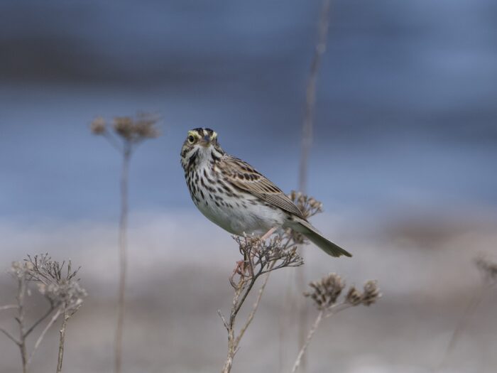 A Savannah Sparrow is sitting on a dried cluster of flowers at the tip of a little woody plant. Its body is facing camera left but its head is turned to face us. In the background are similar dried clusters. Background is half sandy grey, half dark water blue