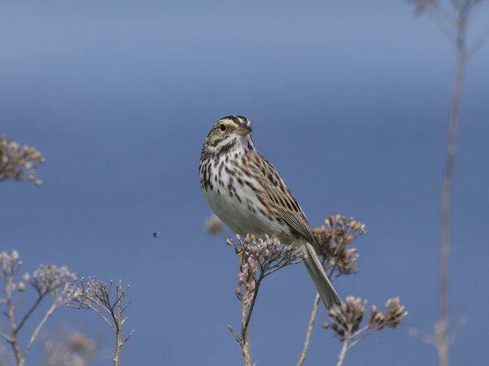 A Savannah Sparrow is sitting on a dried cluster of flowers at the tip of a little woody plant. Its body is partly facing camera left and its head is turned to face to our right. In the background are similar dried clusters. Background is light water blue. A small black bug has been captured hovering mid-air in the background