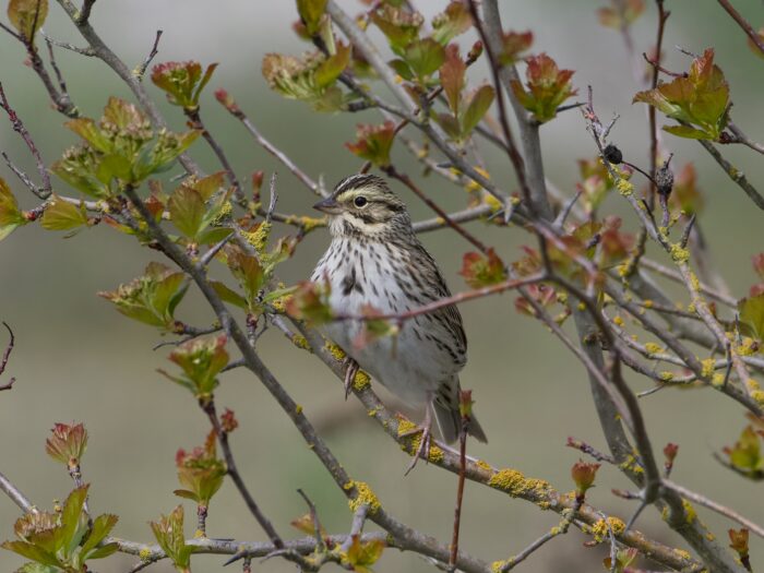 A Savannah Sparrow is in a tree surrounded by reddish-green foliage.