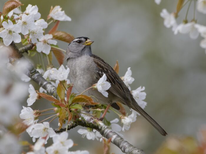 A White-crowned Sparrow is standing on a branch, a bit above eye level. Its body is turned a bit camera left, and its head is looking up and camera right. It is surrounded by white cherry blossoms
