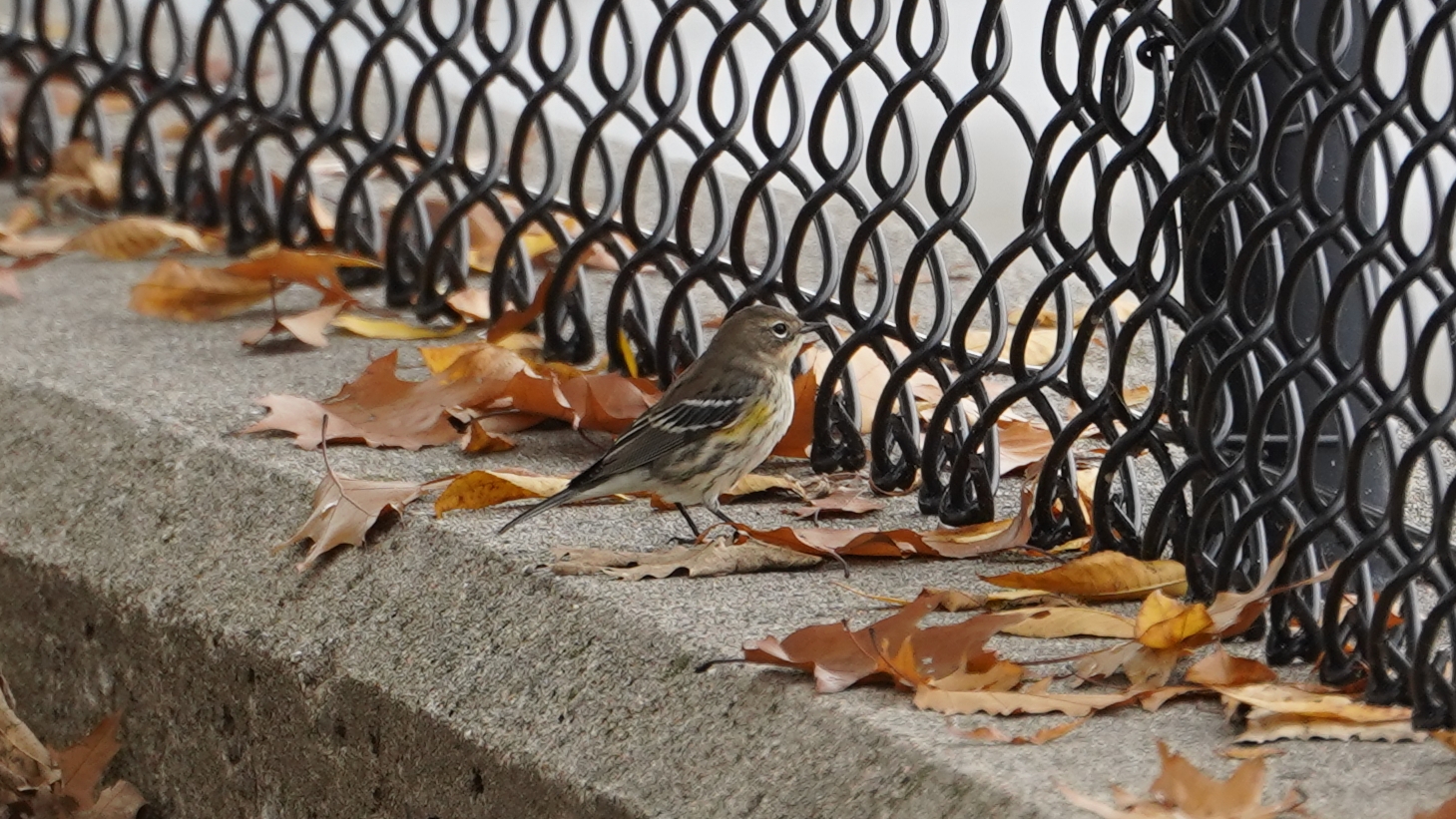 A female Yellow-rumped Warbler among fallen maple leaves,