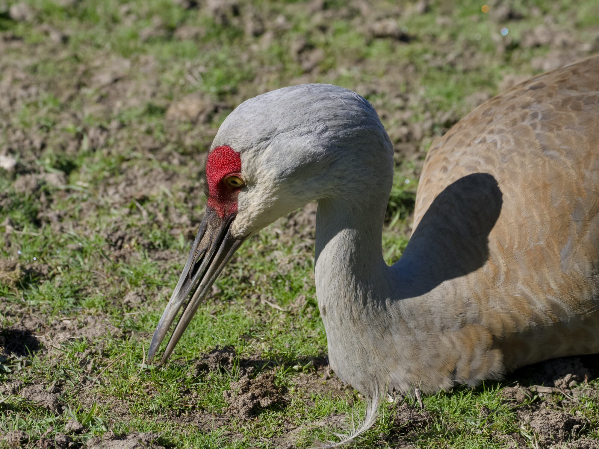 Closeup of a Sandhill Crane resting on sparsely grassy ground. It is in profile, looking down, and its beak is slightly open