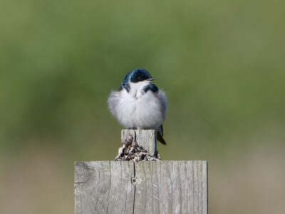 A male Tree Swallow is sitting on top of a wooden next box. Its body is facing me but its head is turned camera right. Its white belly fluff is oddly fluffy