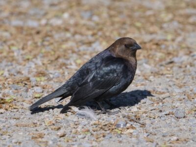 A male Brown-headed Cowbird is standing on the ground, body facing camera right but head turned a bit to face me. It is strongly iridescing in the sunlight. The ground is a mix of pale grey pebbles / pavement and natural detritus