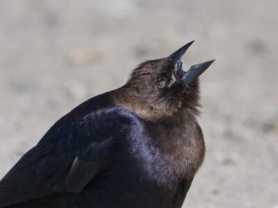 Closeup of a male Brown-headed Cowbird singing. His head is flung back, eyes closed, and beak wide open