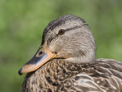 Portrait of a female Mallard, looking serene with her soft brown eyes. Background is blurry green