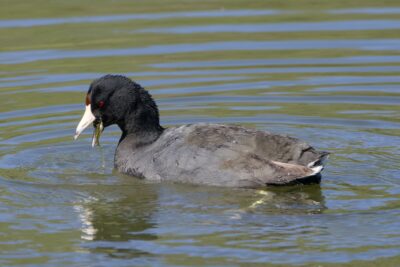 A Coot is out on the water, a chunk of gunky seaweed falling out of its open bill.