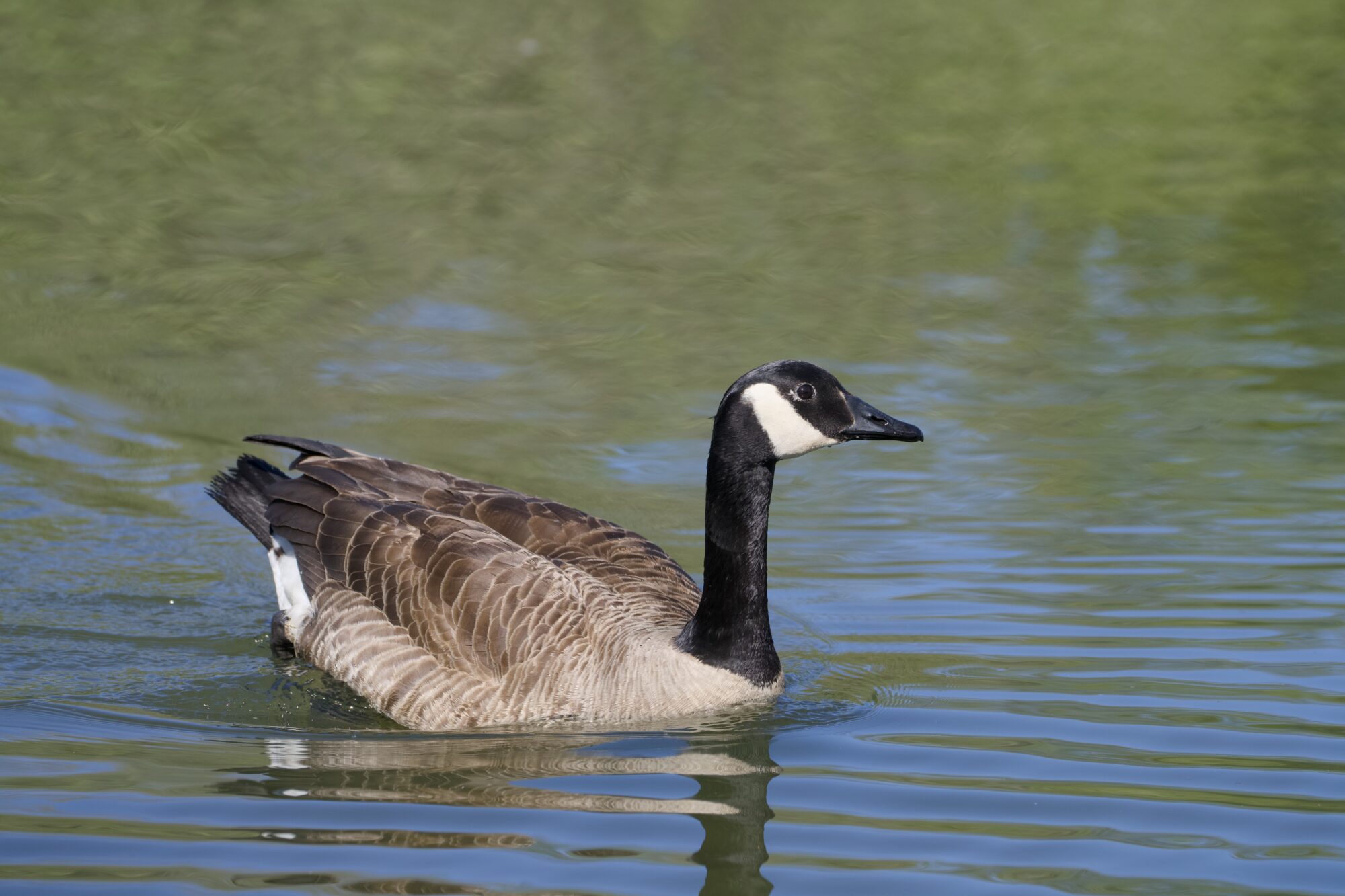 A Canada Goose it out on the water, calmly swimming. It is composed off center, with more space above and to the right