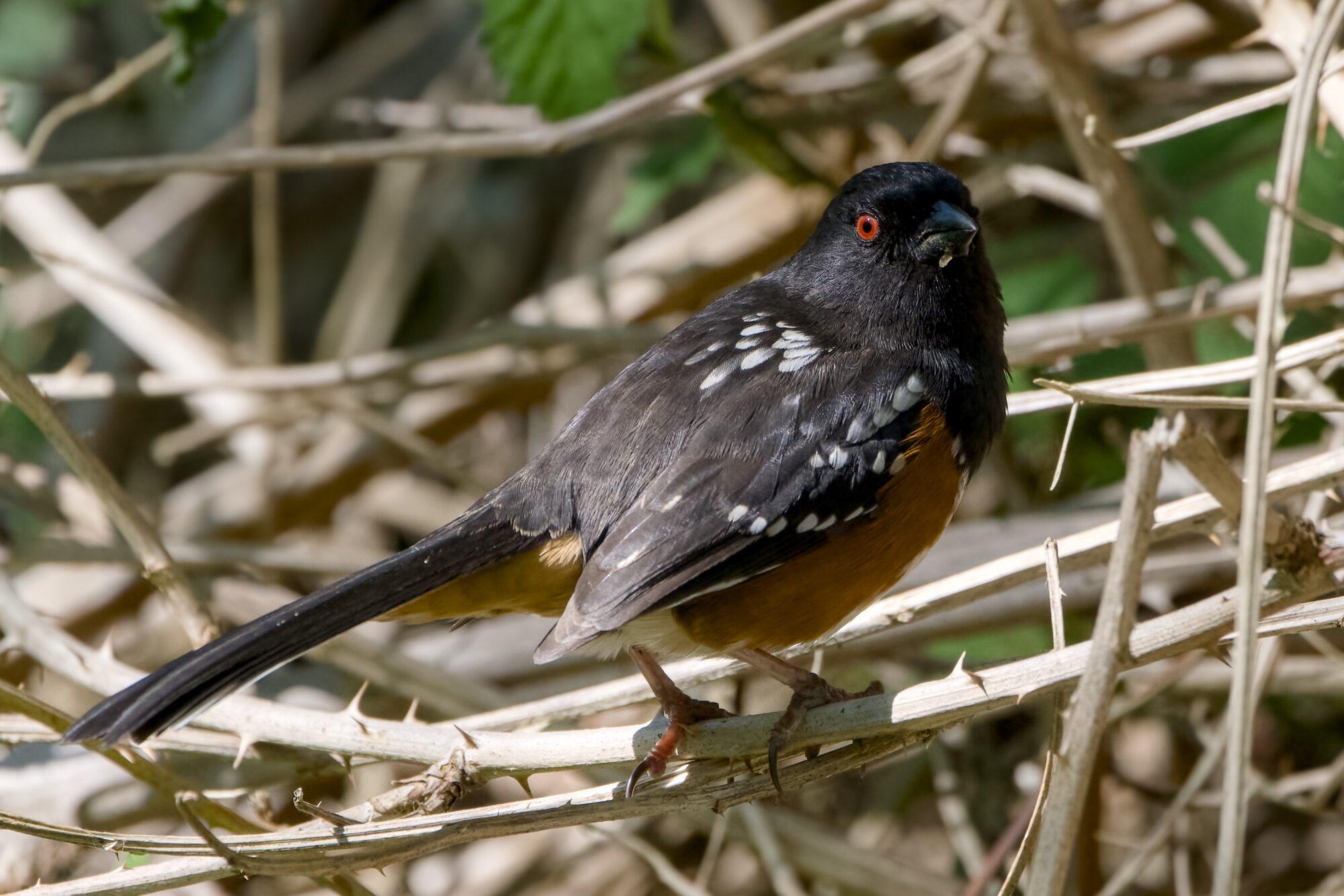 A Spotted Towhee on a pale brown thorny branch, body in profile but head turned in my general direction