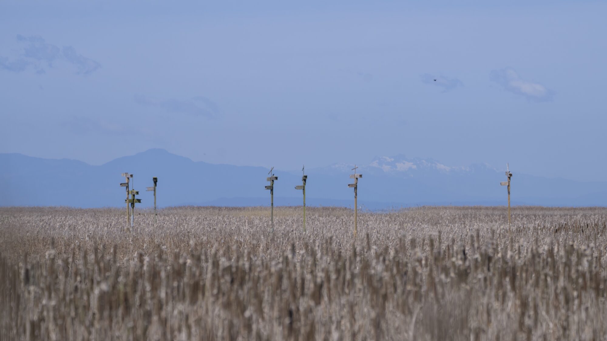 A line of Purple Martin condo boxes out on the marshes, surrounded by mostly yellow / brown reeds. In the background are hazy blue mountains and a mostly blue sky