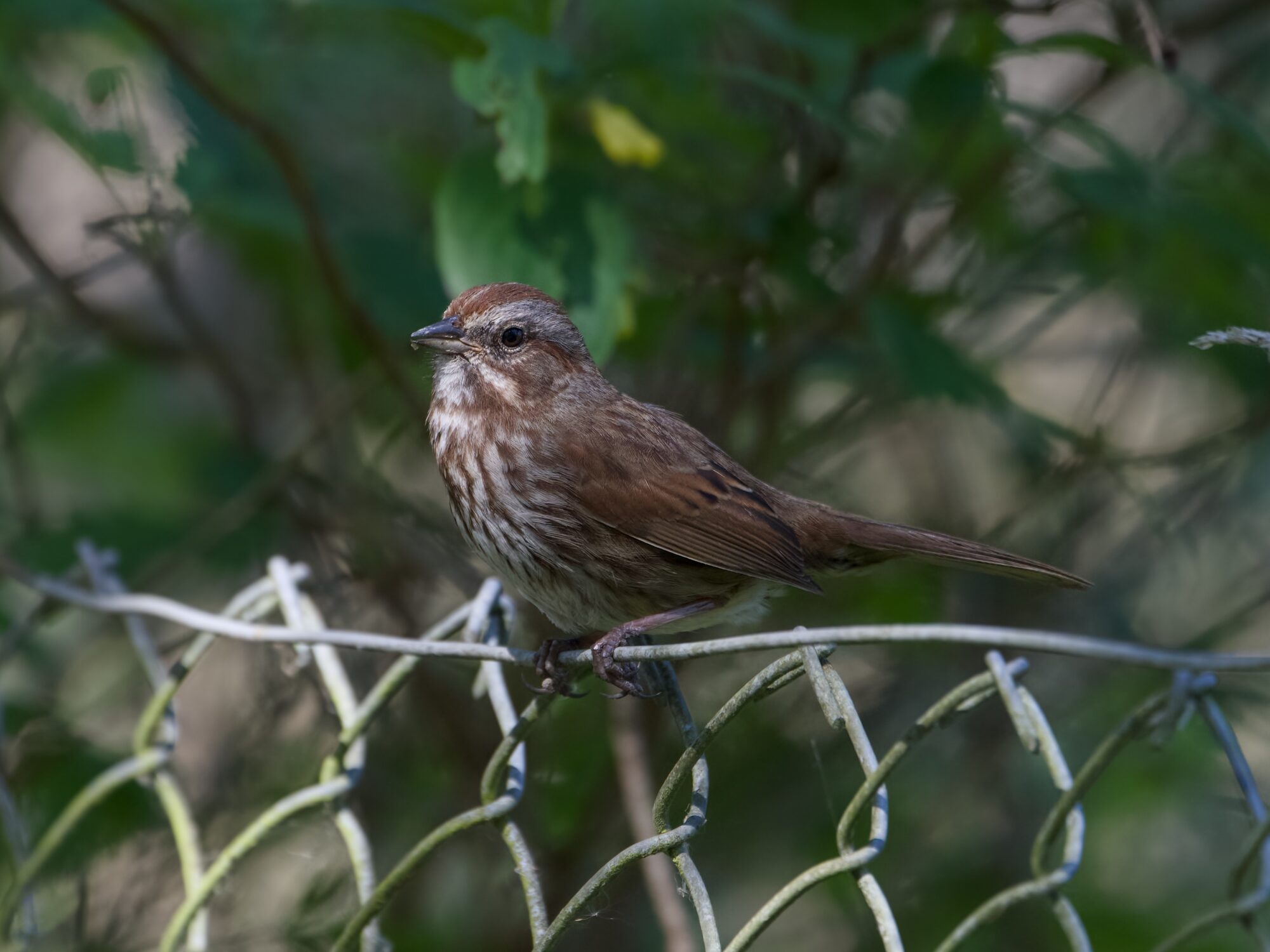 A Song Sparrow is sitting on a chain link fence. The light around it is dim, but direct light on the bird is good. Background is dark green foliage.