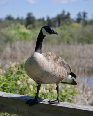 A Canada Goose is standing on a wooden fence, so its body is pretty much at eye level. Its body is facing me, but its head is looking around camera right. Background is one of the main Reifel ponds, with bushes, reeds, a but of blue water visible. Behind that, more trees and a mainly blue sky