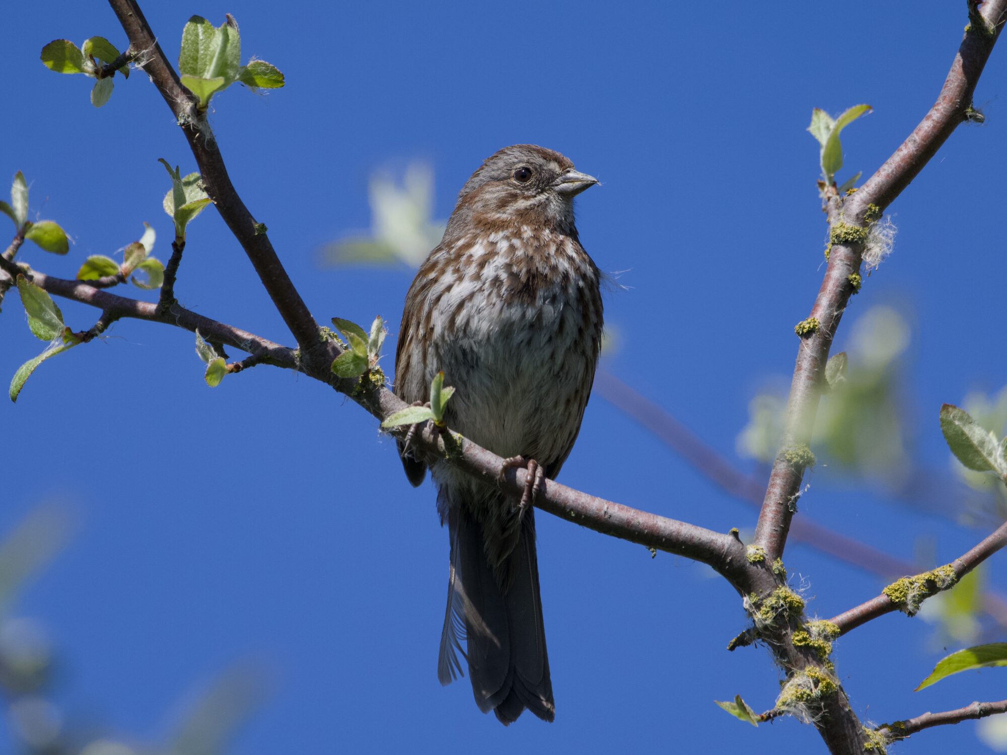 A Song Sparrow is sitting on a small branch, with a bunch of small green shoots. Background sky is solid blue