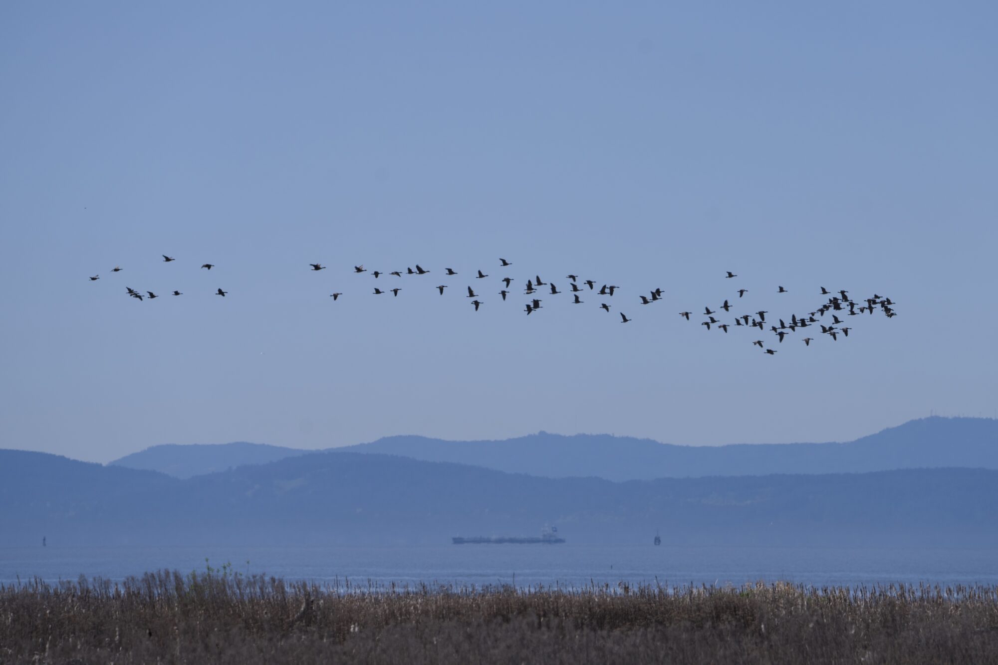 Looking out on the marshes. A flock of Canada Geese is flying high. In the background is open sea, a hazy cargo ship, and hazy blue mountains. The sky is soft blue