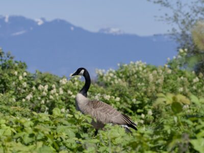 A Canada Goose seen in profile, surrounded by lush greenery. It is about eye level, since it is standing on an (unseen) wooden fence. Background are hazy blue mountains