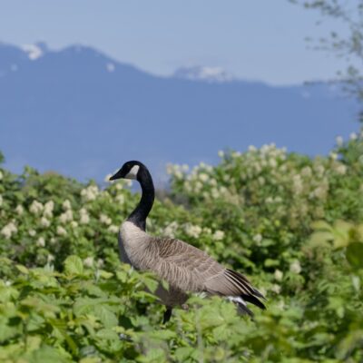 A Canada Goose seen in profile, surrounded by lush greenery. It is about eye level, since it is standing on an (unseen) wooden fence. Background are hazy blue mountains