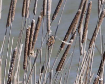 A Marsh Wren is hanging on to a cattail, pulling fluff from a nearby cattail with its beak. There are many more cattails around, and greenish-grey water in the background