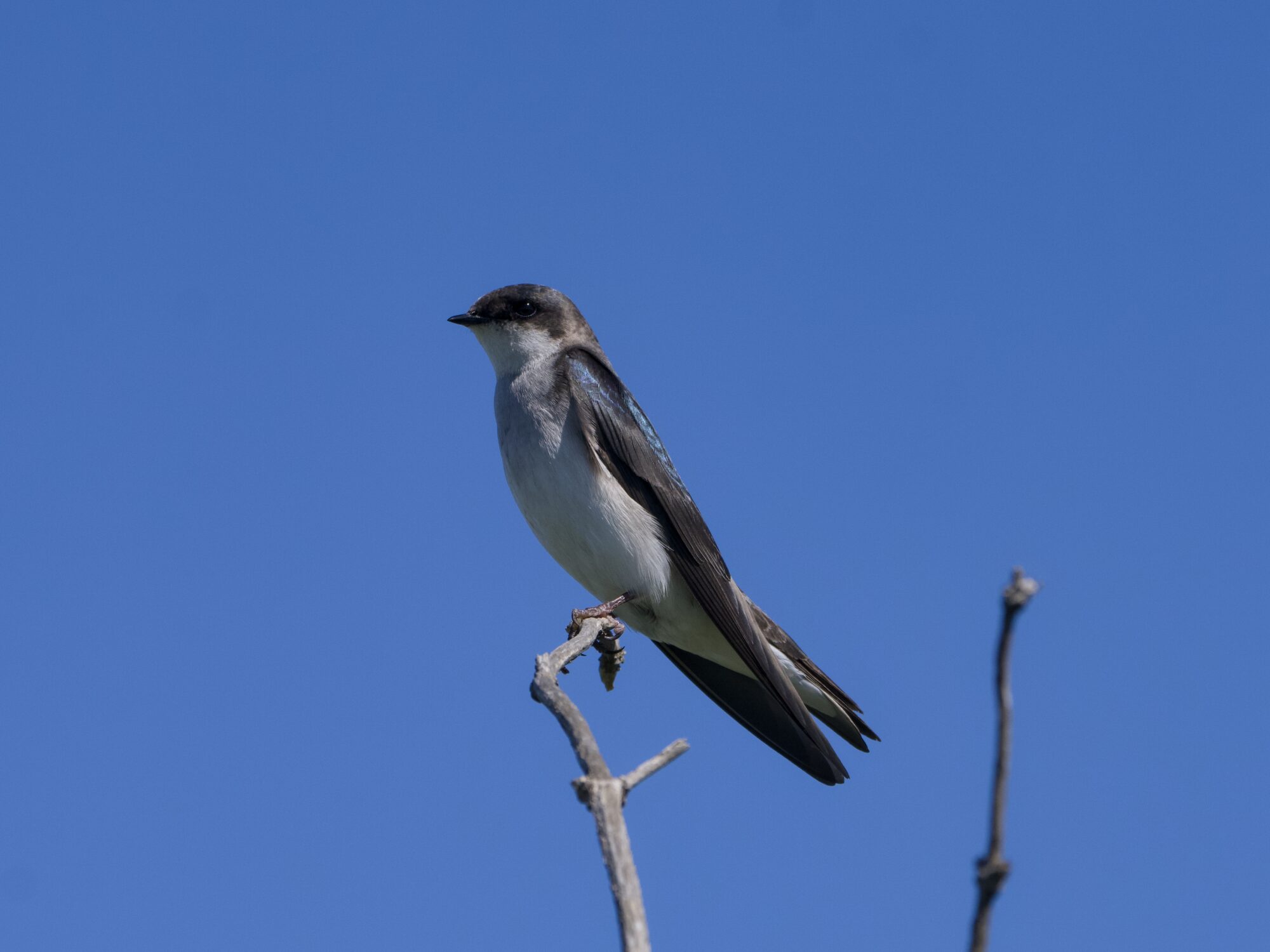 A female Tree Swallow is standing at the top of a branch, her back to the sun, against a solid blue sky