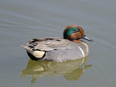 A male Green-winged Teal is on the water, seen in profile