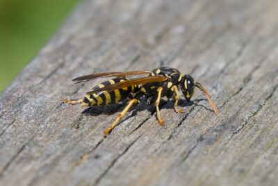 A yellowjacket wasp is on a wooden fence