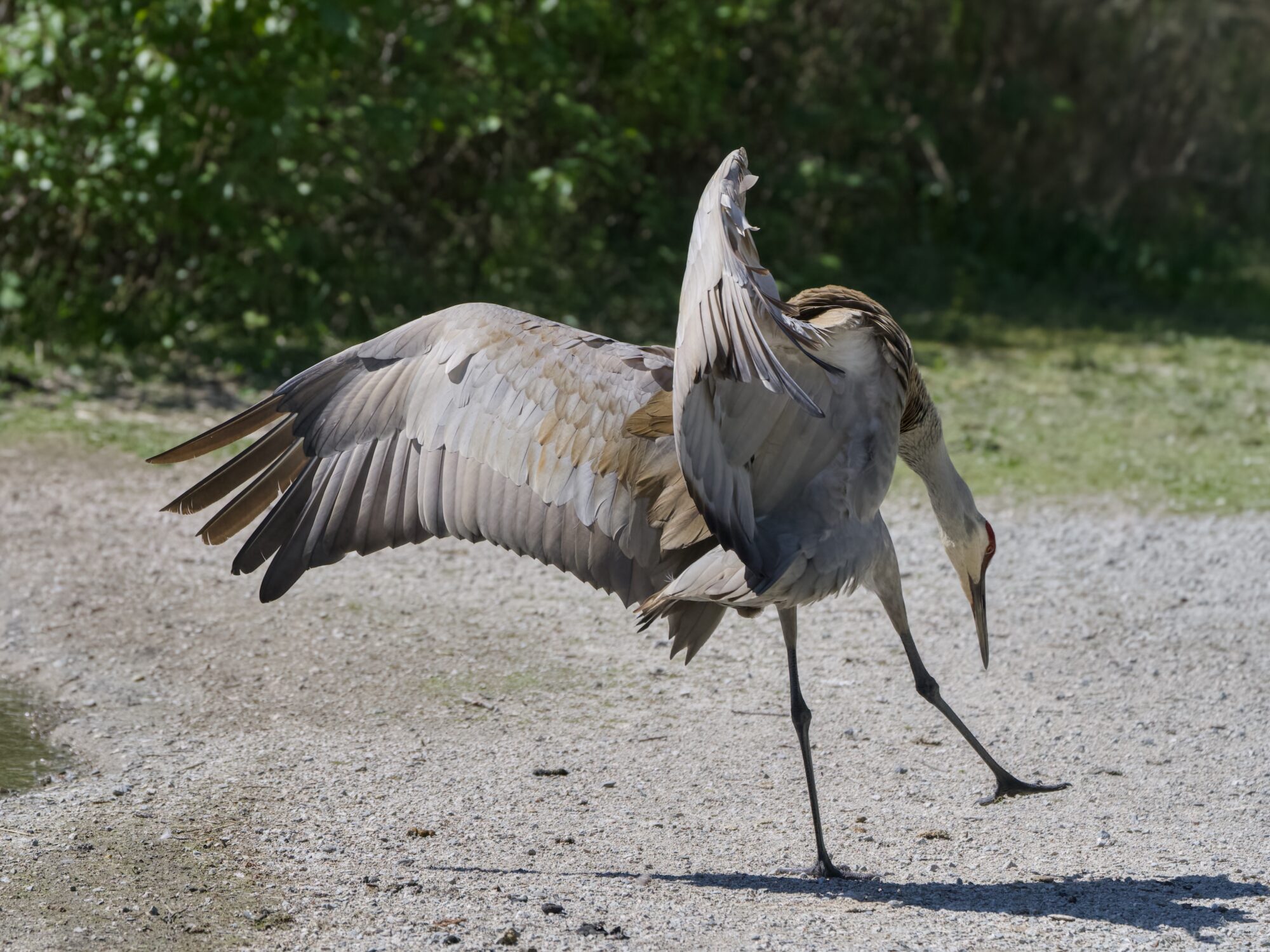 A Sandhill Crane with its back to us, is standing on a gravelly surface at the edge of a pond, and doing a weird spread-winged dance