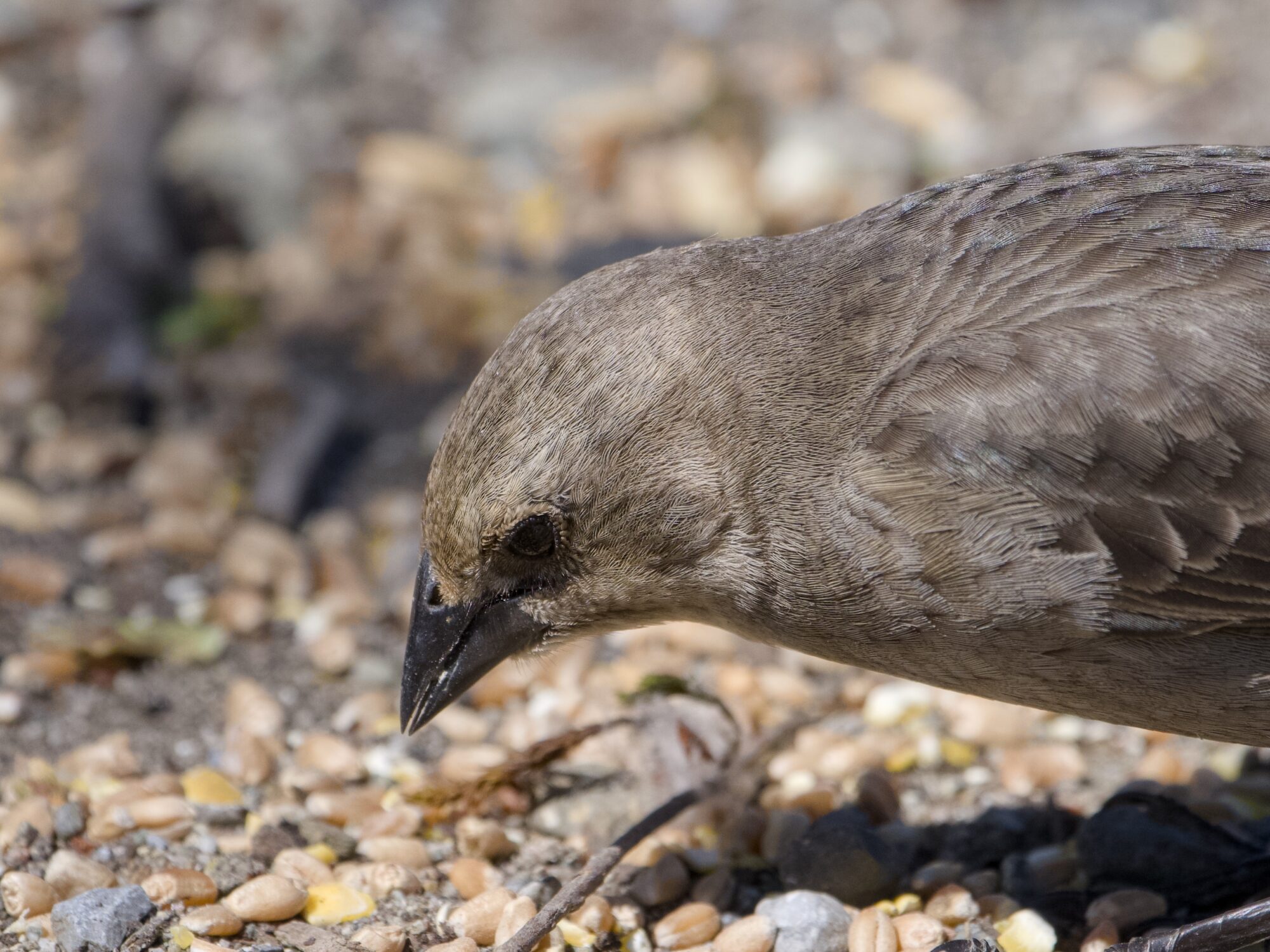 Closeup of a female Brown-headed Cowbird on the ground, closely examining bits and seeds strewn around