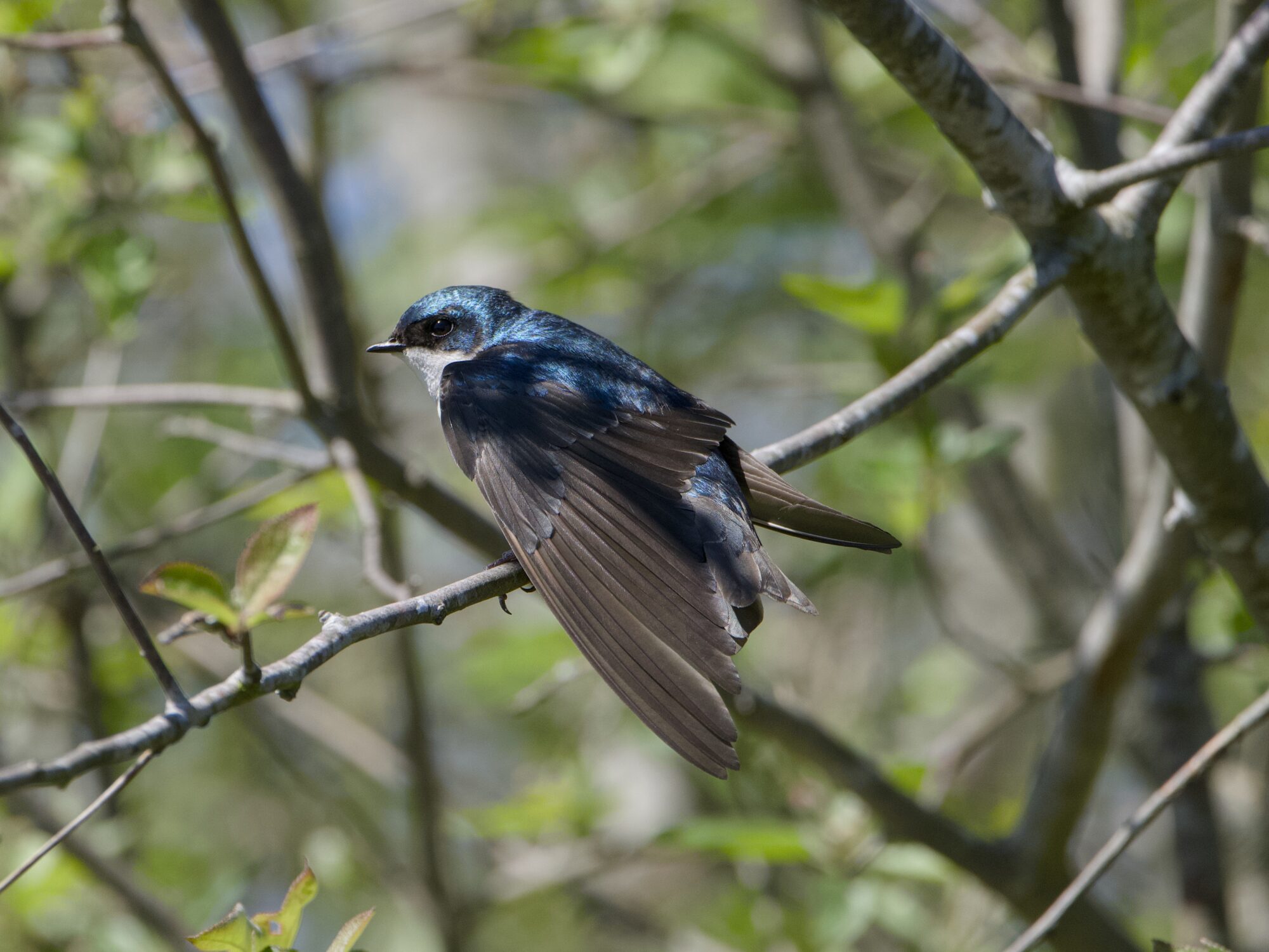 A male Tree Swallow on a branch, seen in profile, stretching his closest wing down and out