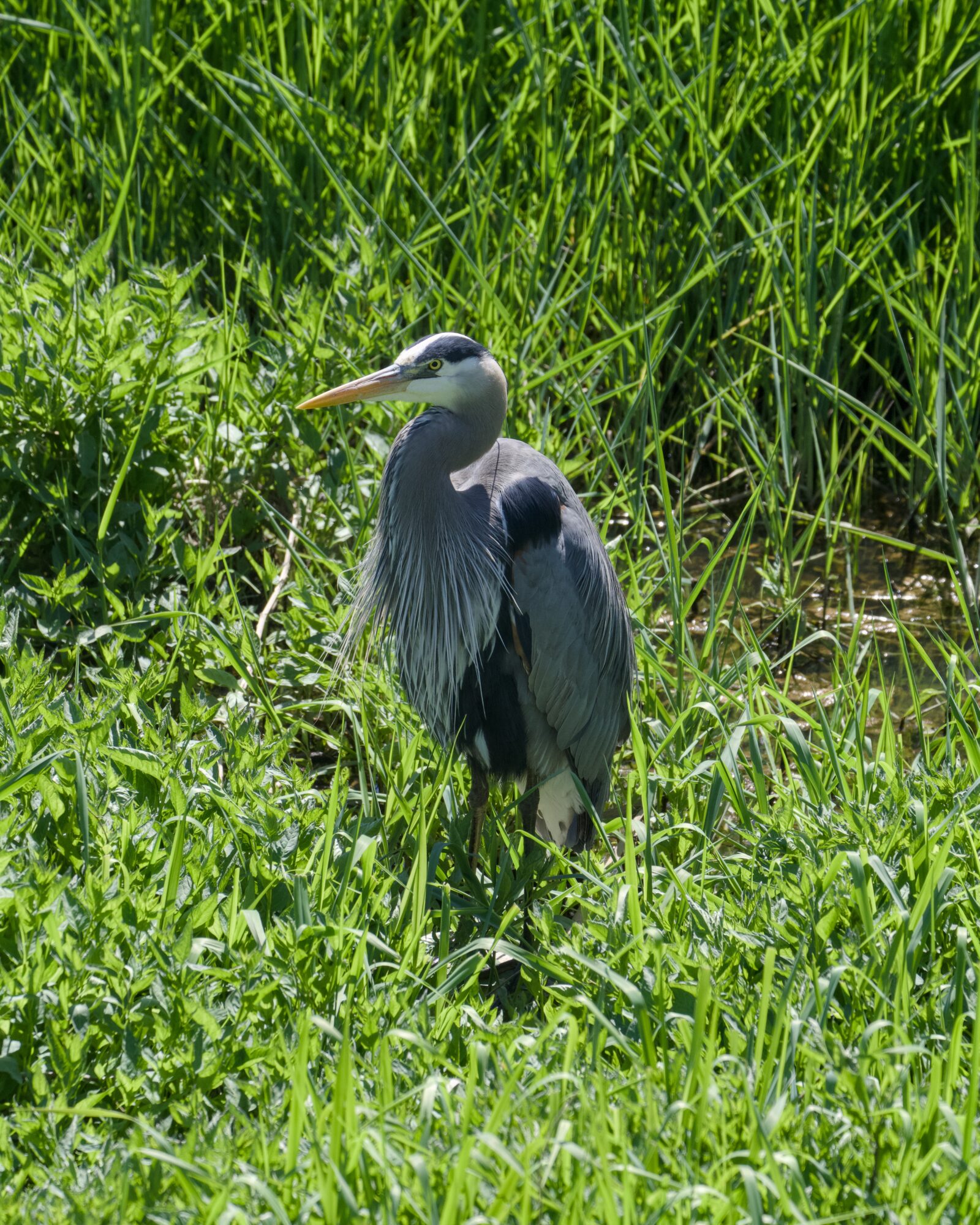 A Great Blue Heron is standing surrounded by lush green reeds, in strong sunlight