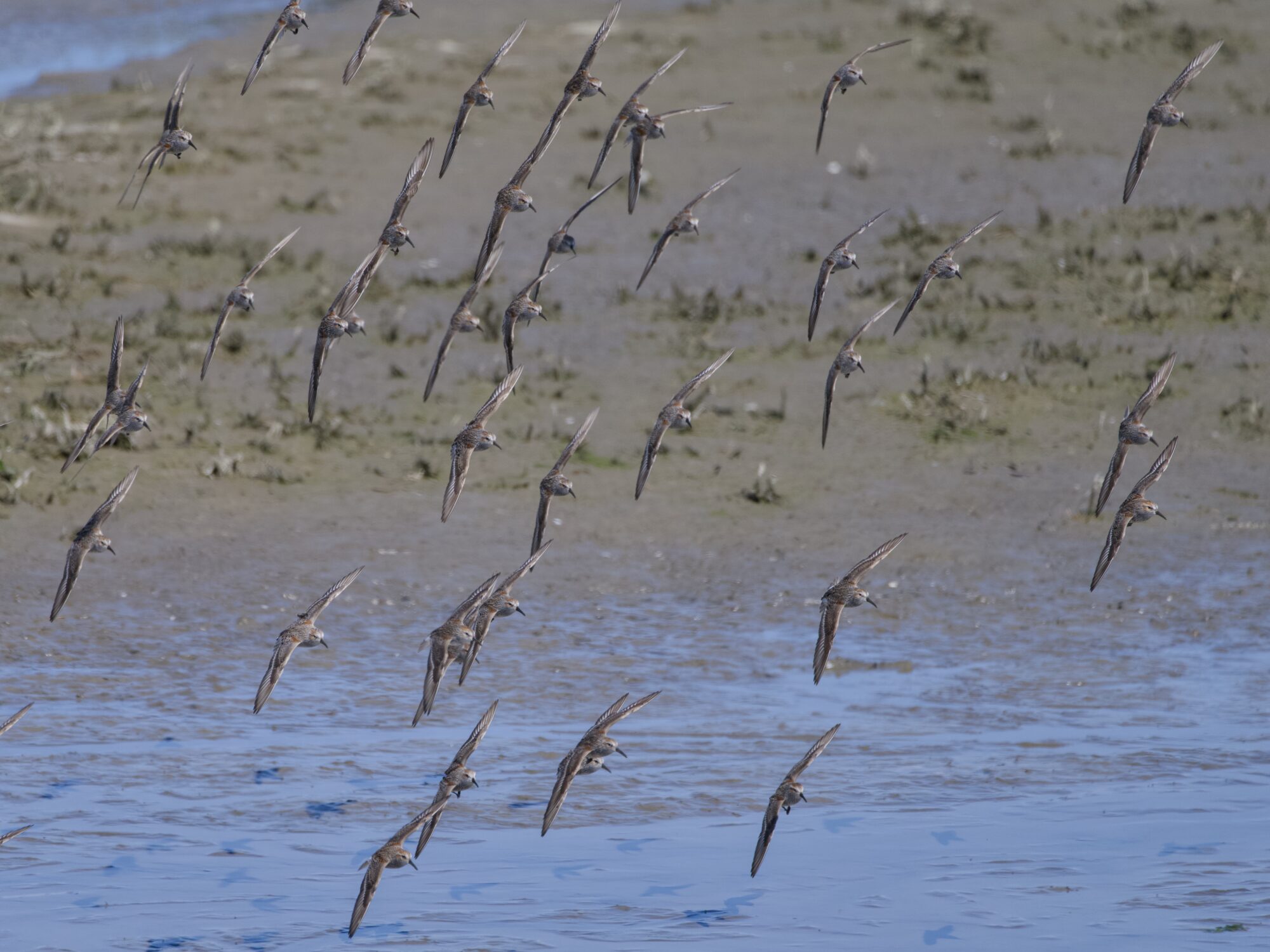A flock of sandpipers in flight, all banking sharply in unison. In the background is a but of water, and some low tidal flats