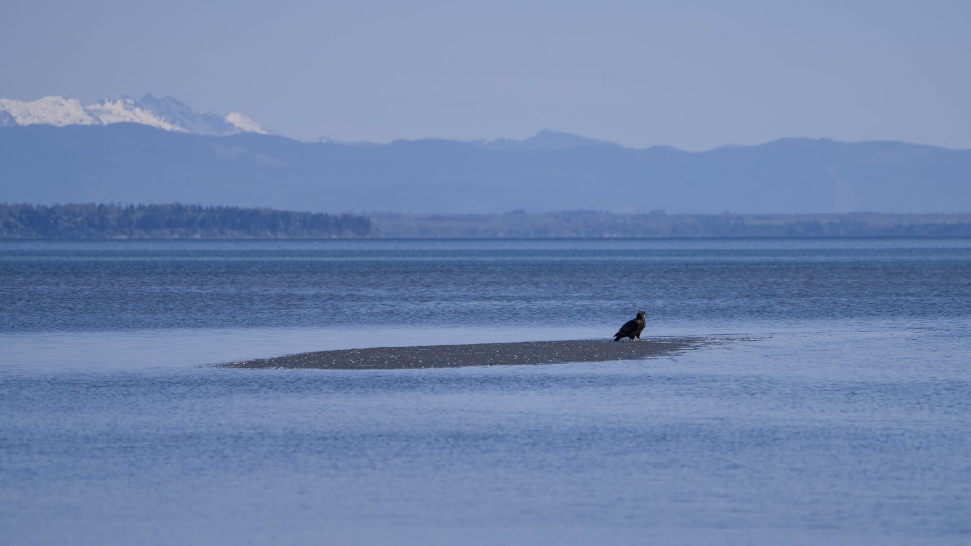 A Bald Eagle is standing alone on a sandbank, surrounded by blue water. In the far background, on the opposite side of Boundary Bay, are some trees and hazy blue mountains