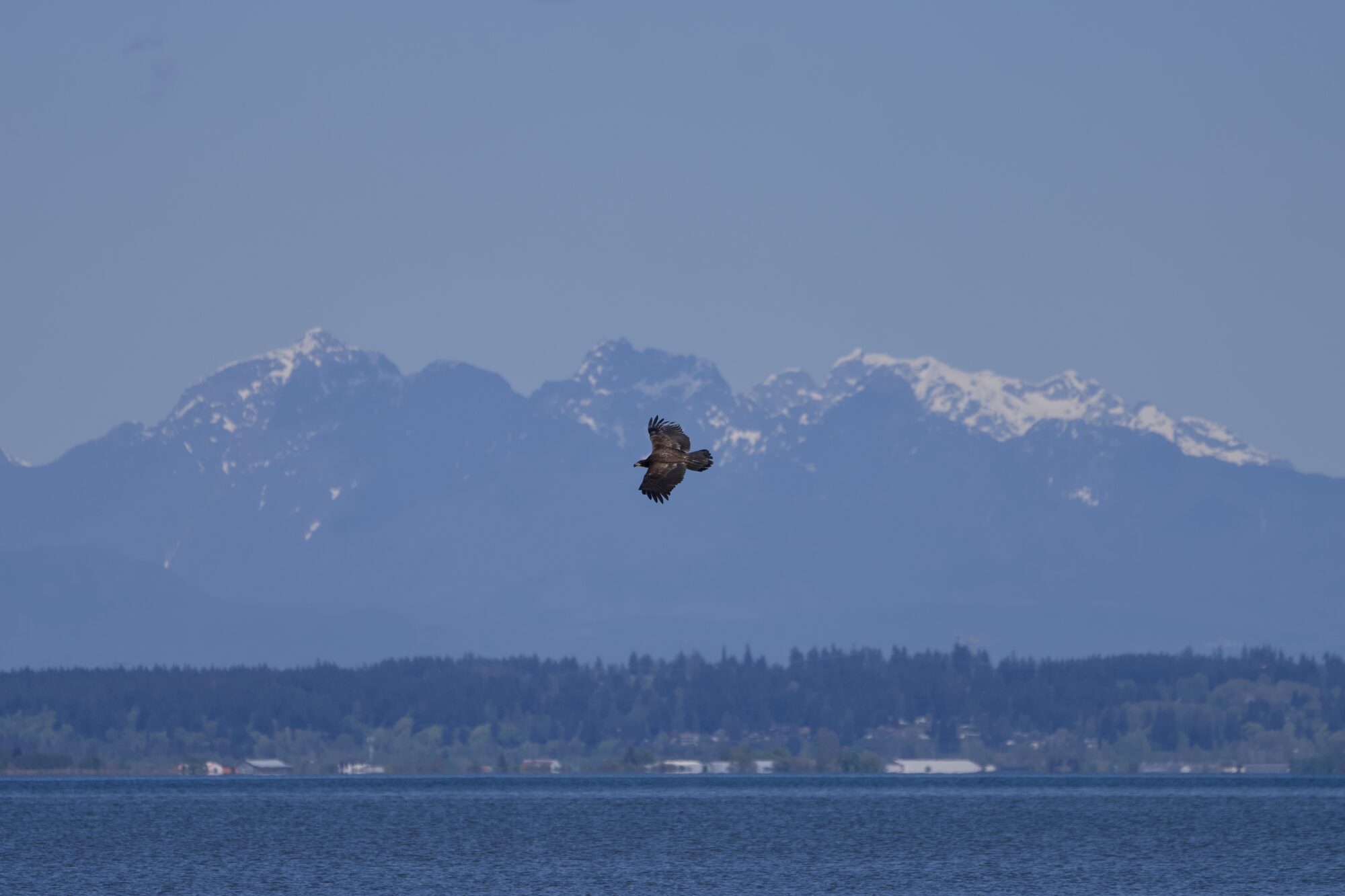 A Bald Eagle is flying over the water, against a background of hazy blue mountains and the opposite shore of Boundary Bay
