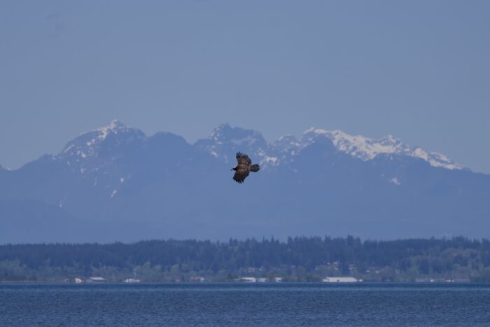 A Bald Eagle is flying over the water, against a background of hazy blue mountains and the opposite shore of Boundary Bay