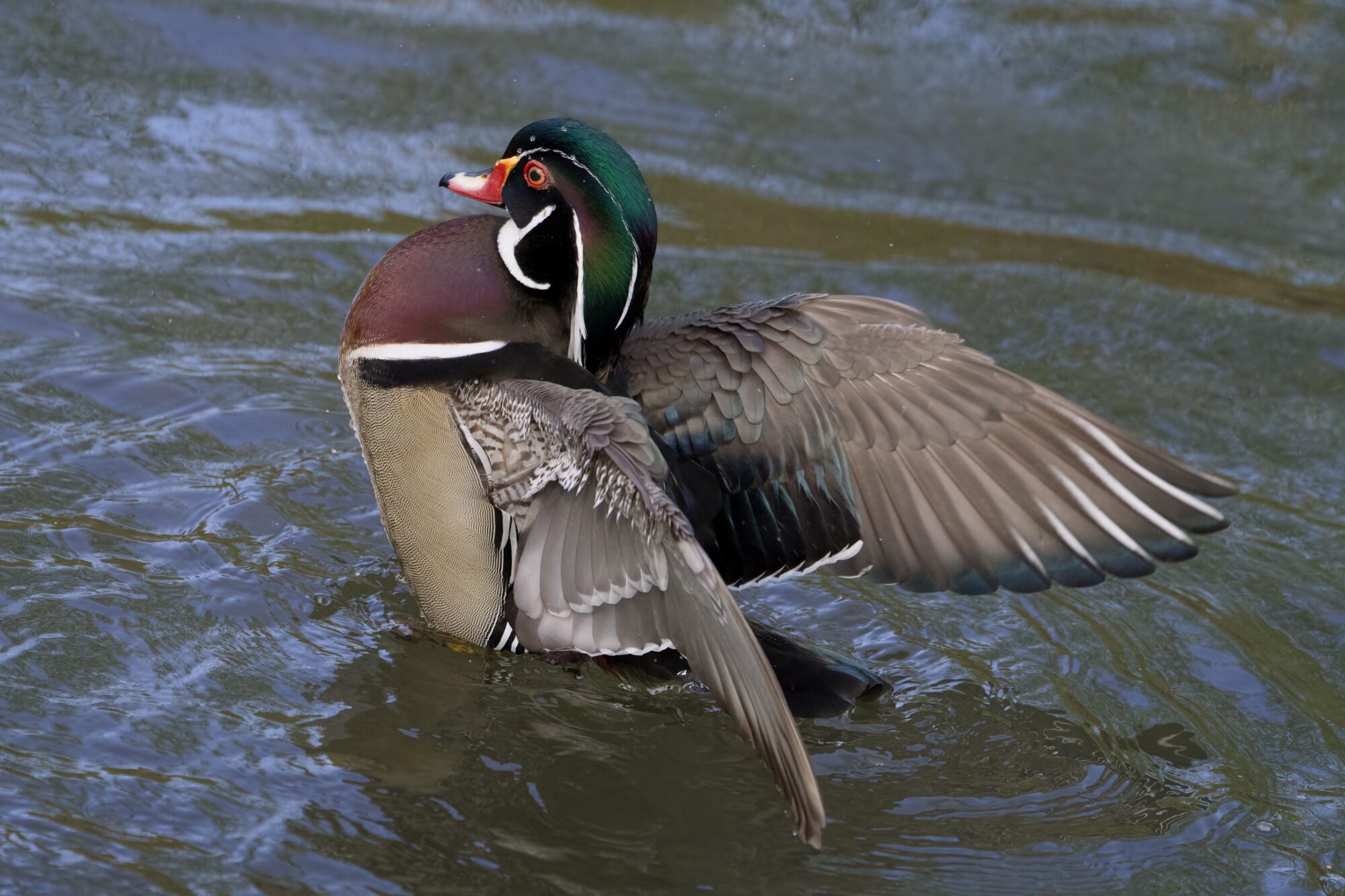 A male Wood Duck is rearing out of the water, chest out and beating his wings. The light level is fairly fark