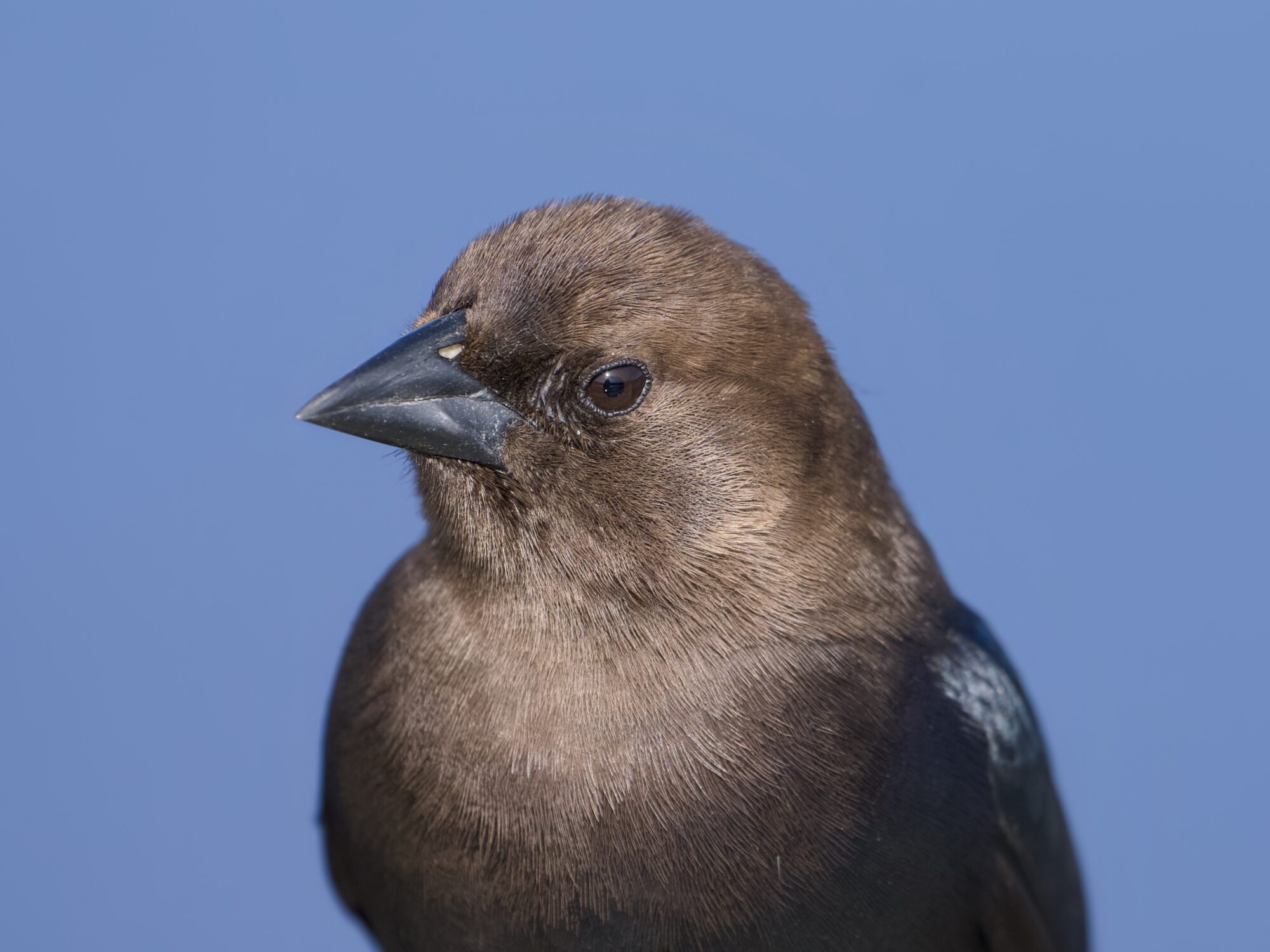 Closeup of a male Brown-headed Cowbird's head and chest. He is at rest, body mostly facing us but head tilted and turned a bit camera left