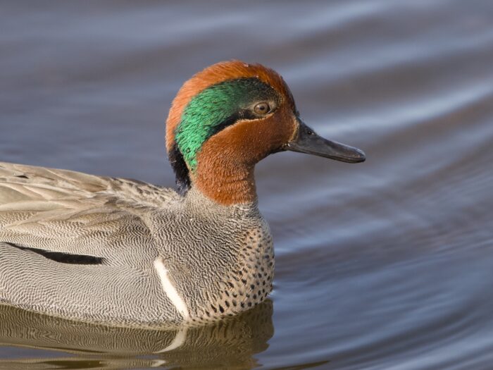 Closeup of a male Green-winged Teal's head and chest, on the water. He is in profile, and the sun is shining from the side, making his green head band glow