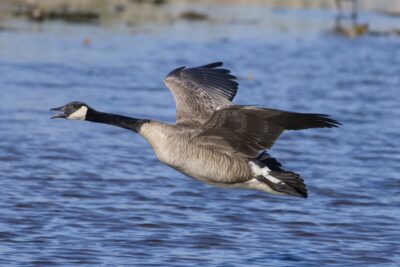A Canada Goose is flying low over the water, and honking
