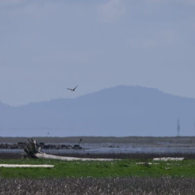 A Bald Eagle flying in the hazy distance, with mountains in the background, and large buoys in the water. Closer up are beached and bleached logs